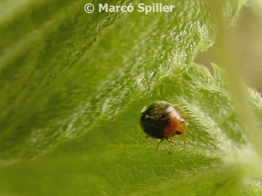 Minuscola coccinella da ID - Scymnus cf. ferrugatus